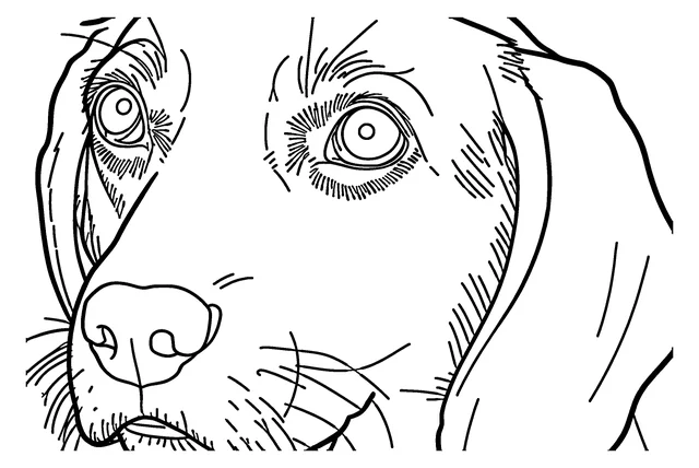 Photo to coloring page example at Bold & detailed detail: the beagle photo as a coloring page